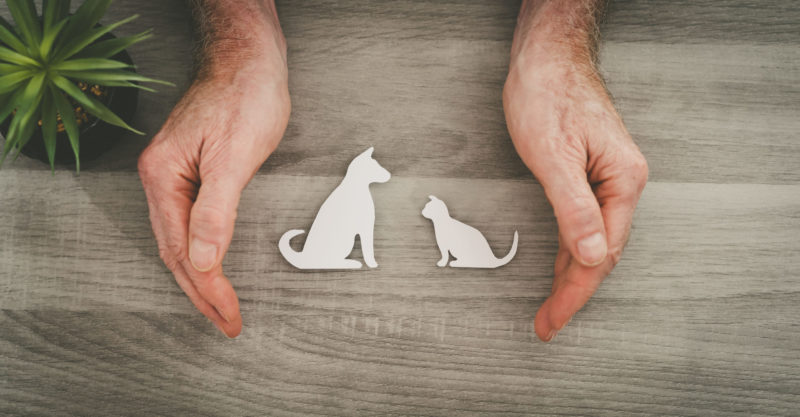 How Does Pet Insurance Work and What Should You Know?